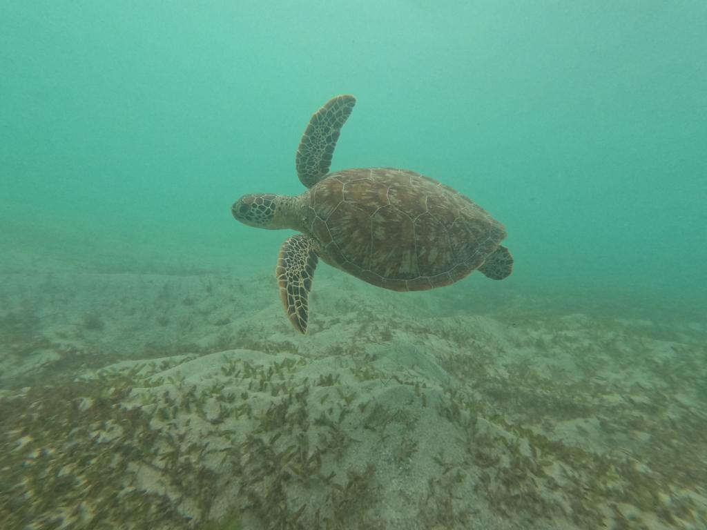 Schildkröte am Escambrón Beach