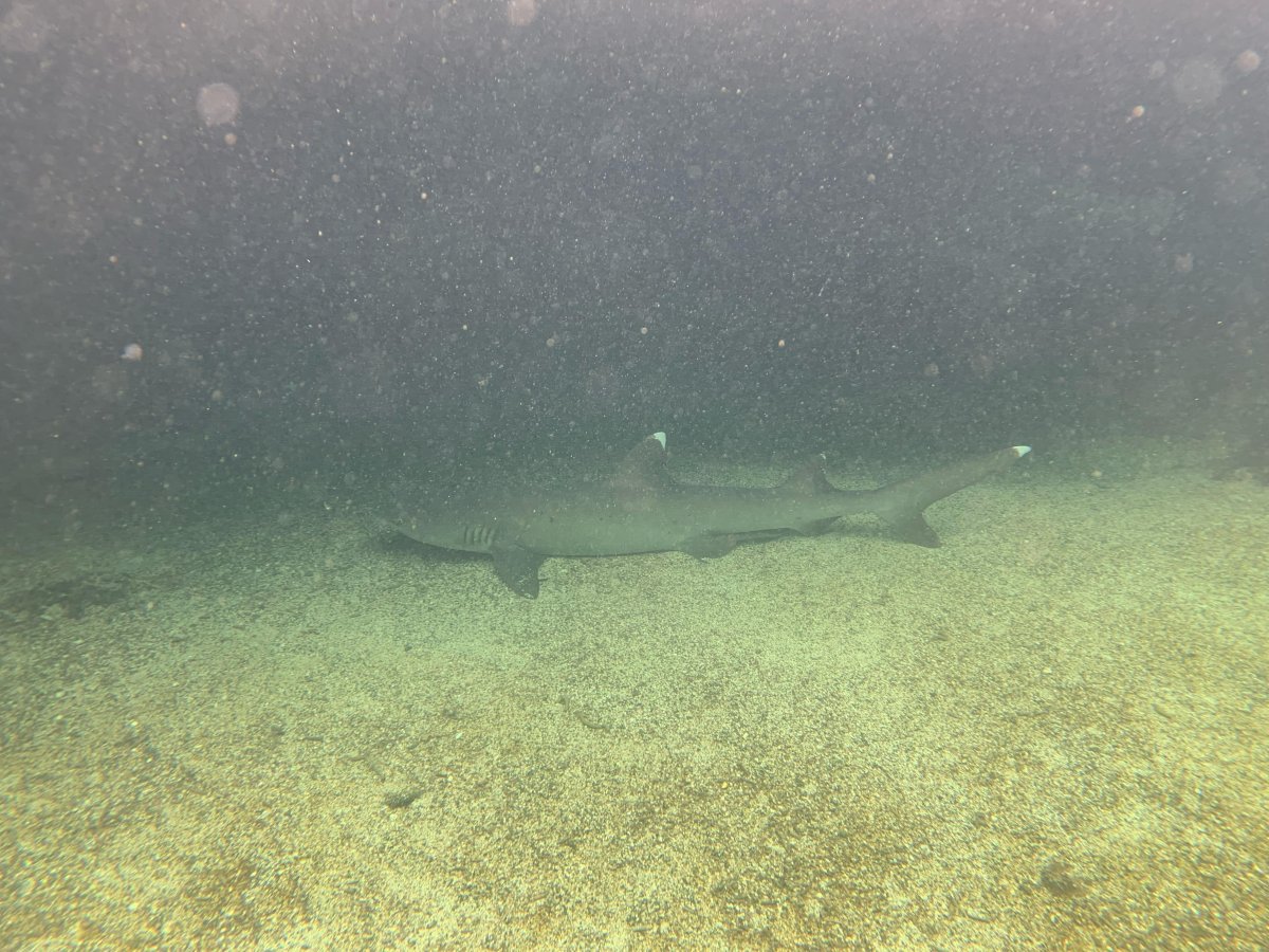 Weissspitzen-Riffhai