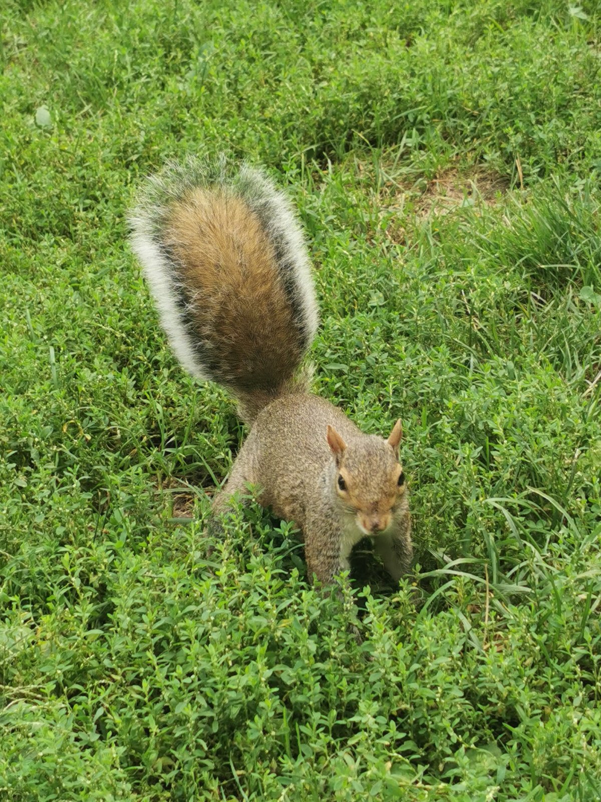Eichhörnchen im Central Park