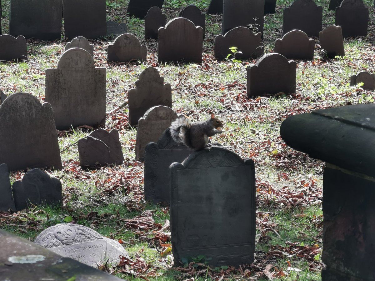Eichhörnchen, Granary Burying Ground