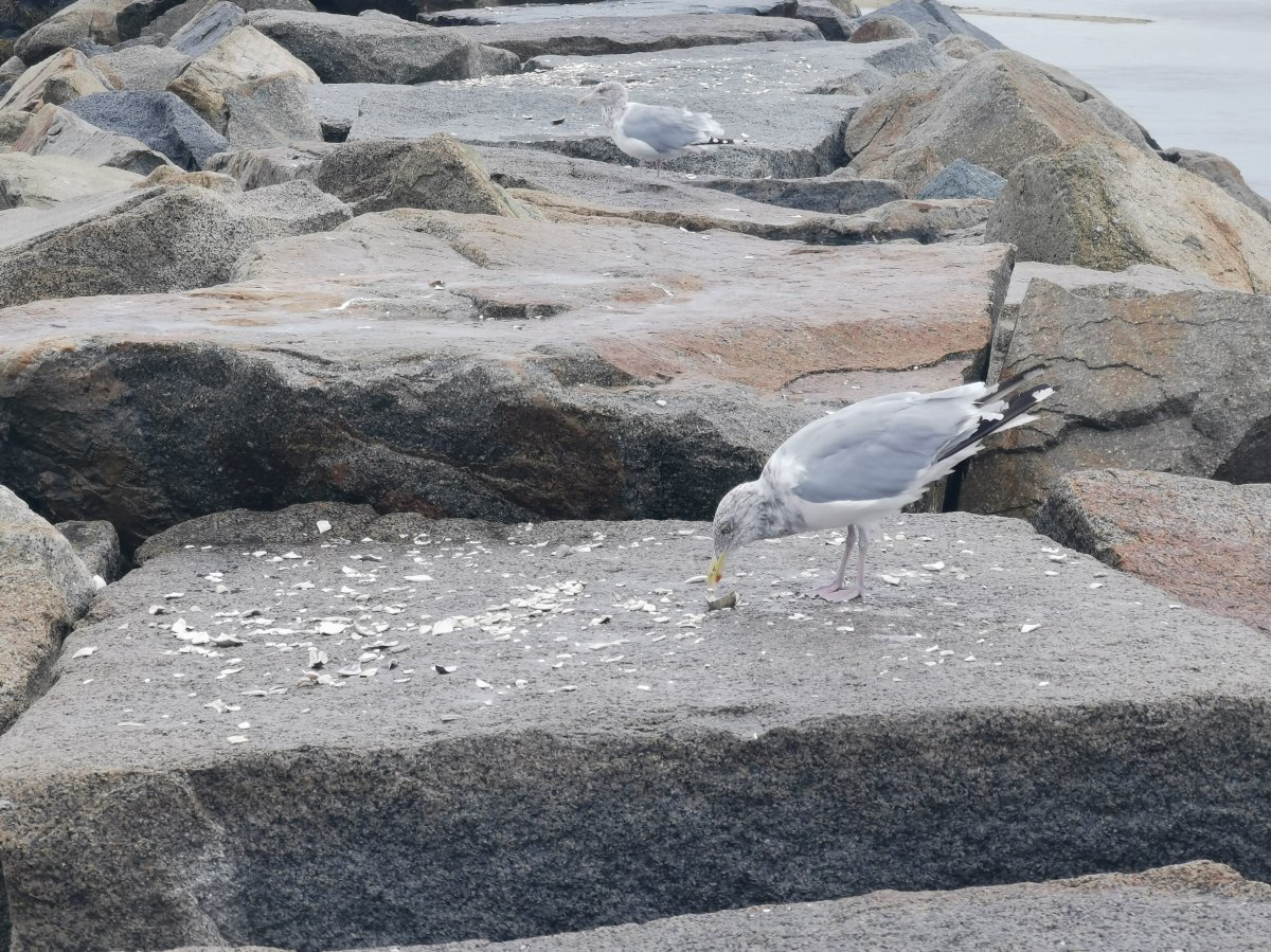 Möwen beim Muschelschmaus