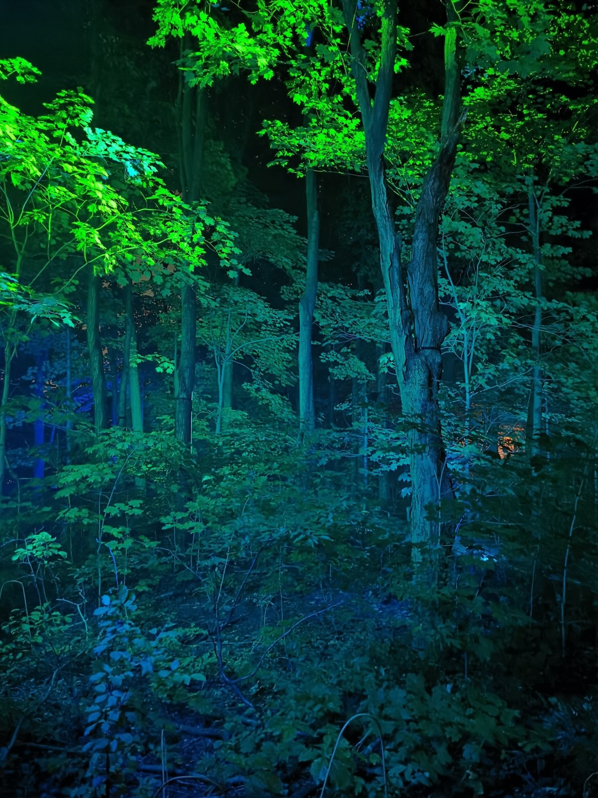 Ureinwohnergarten bei Nacht