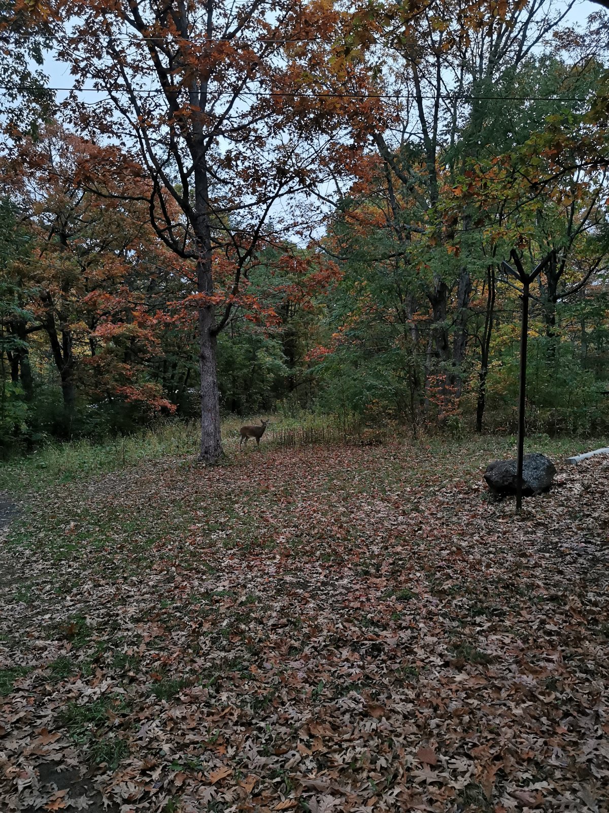 Rehe auf dem Campingplatz