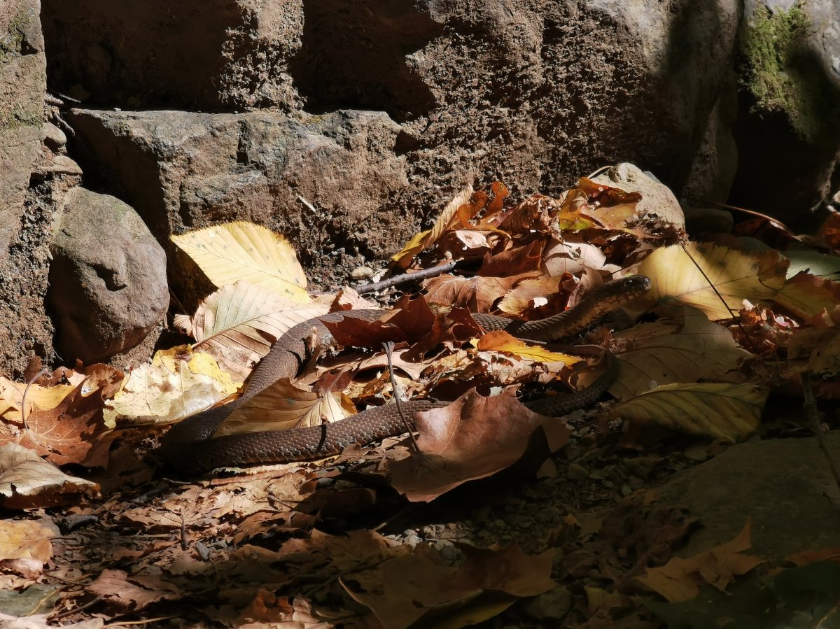 Siegelring-Schwimmnatter