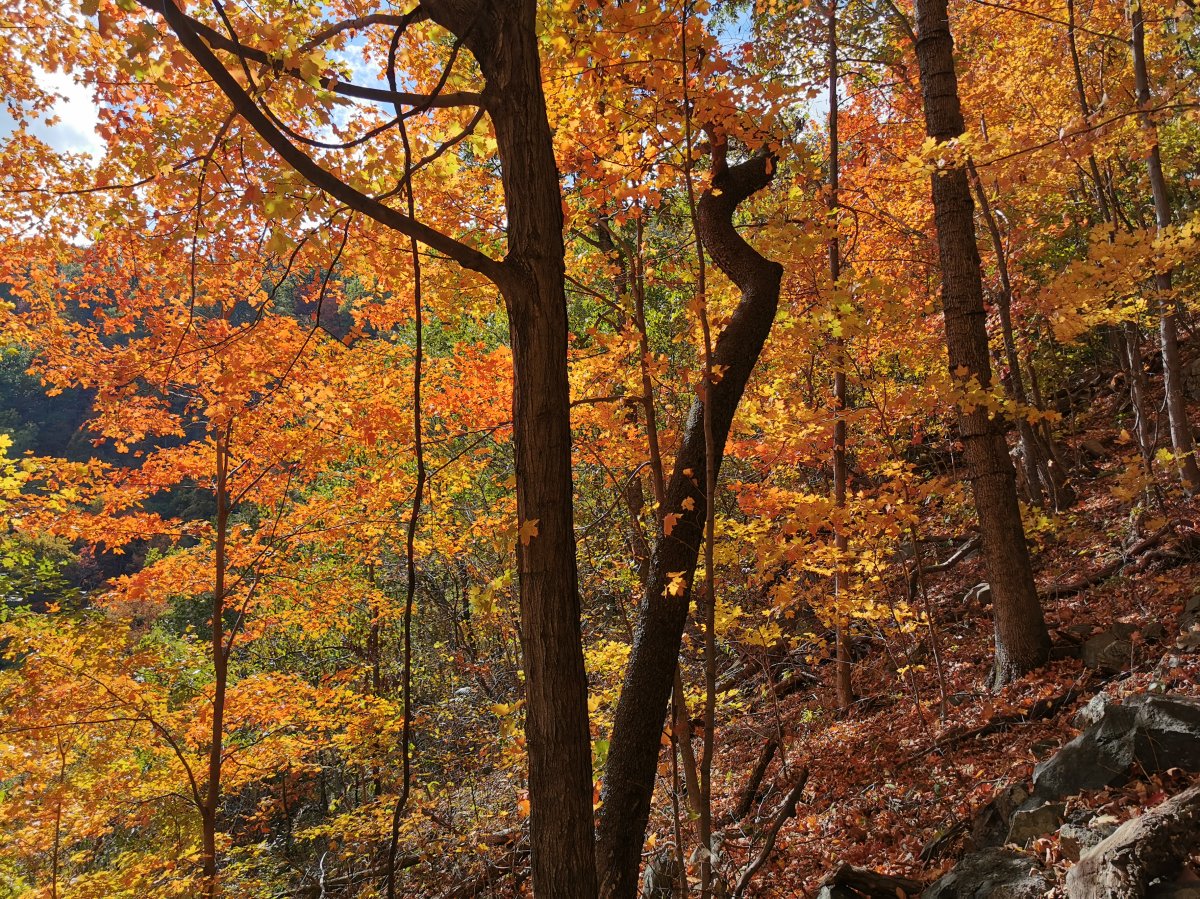 Herbstfarben im Whiteoak Canyon