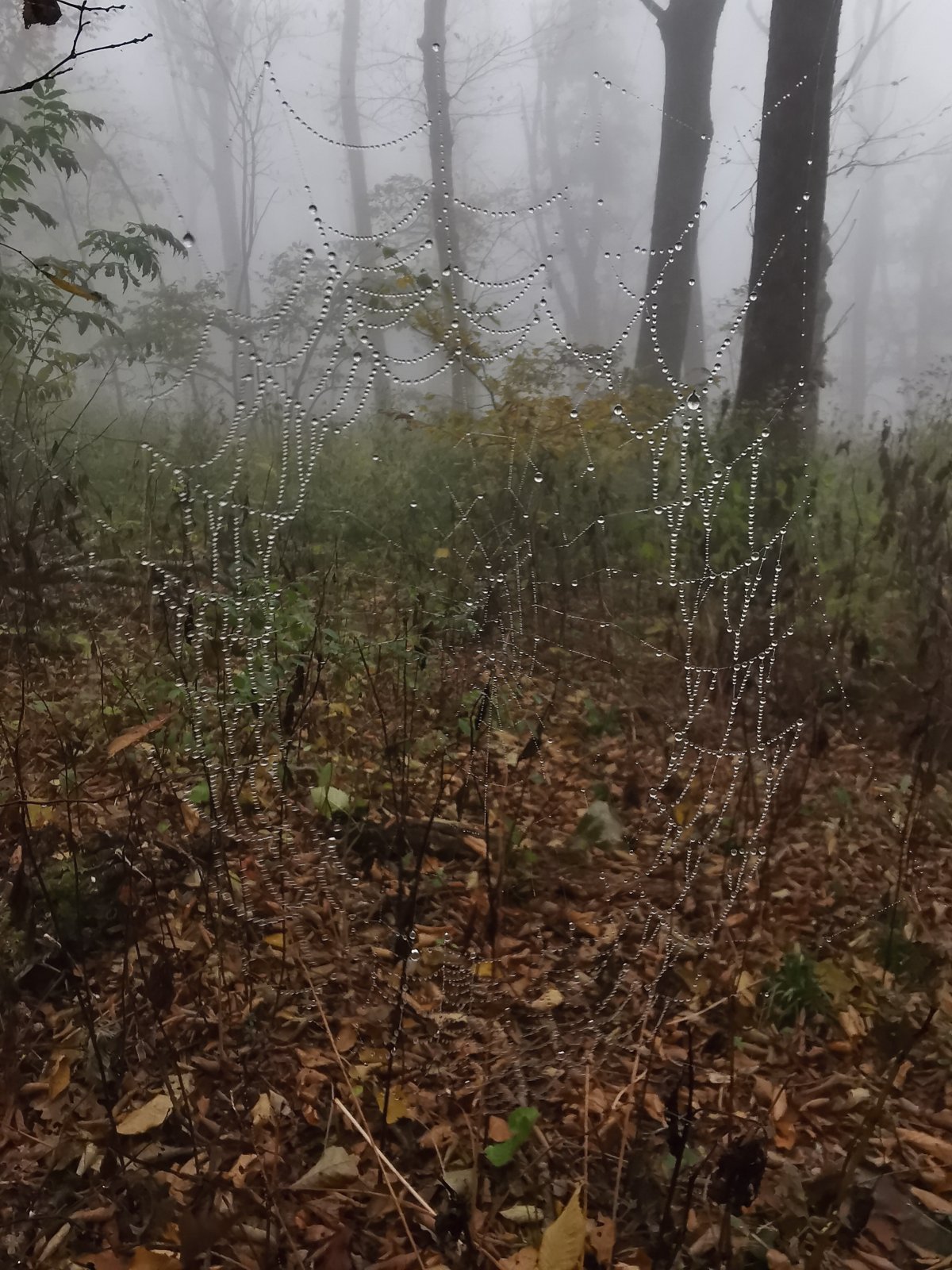 Spinnennetz bei Nebel