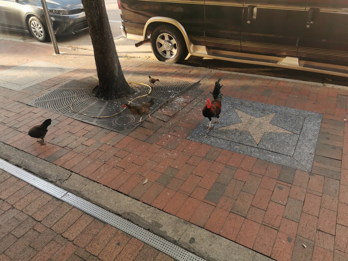 Federvieh auf der Calle Ocho