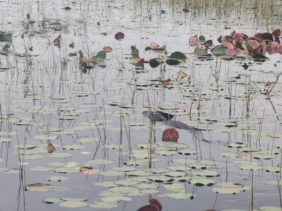 Alligator zwischen Seerosenblättern