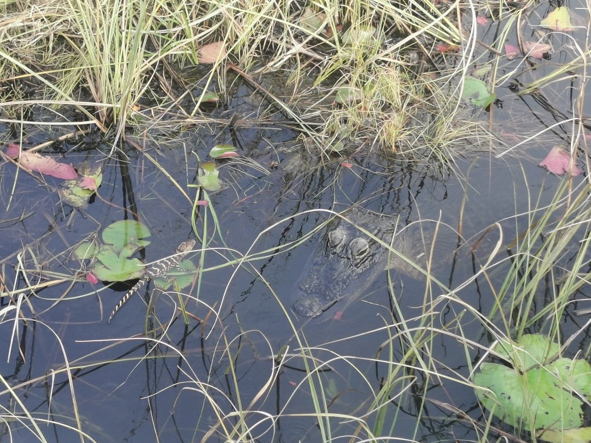 Alligatormutter mit Jungtier