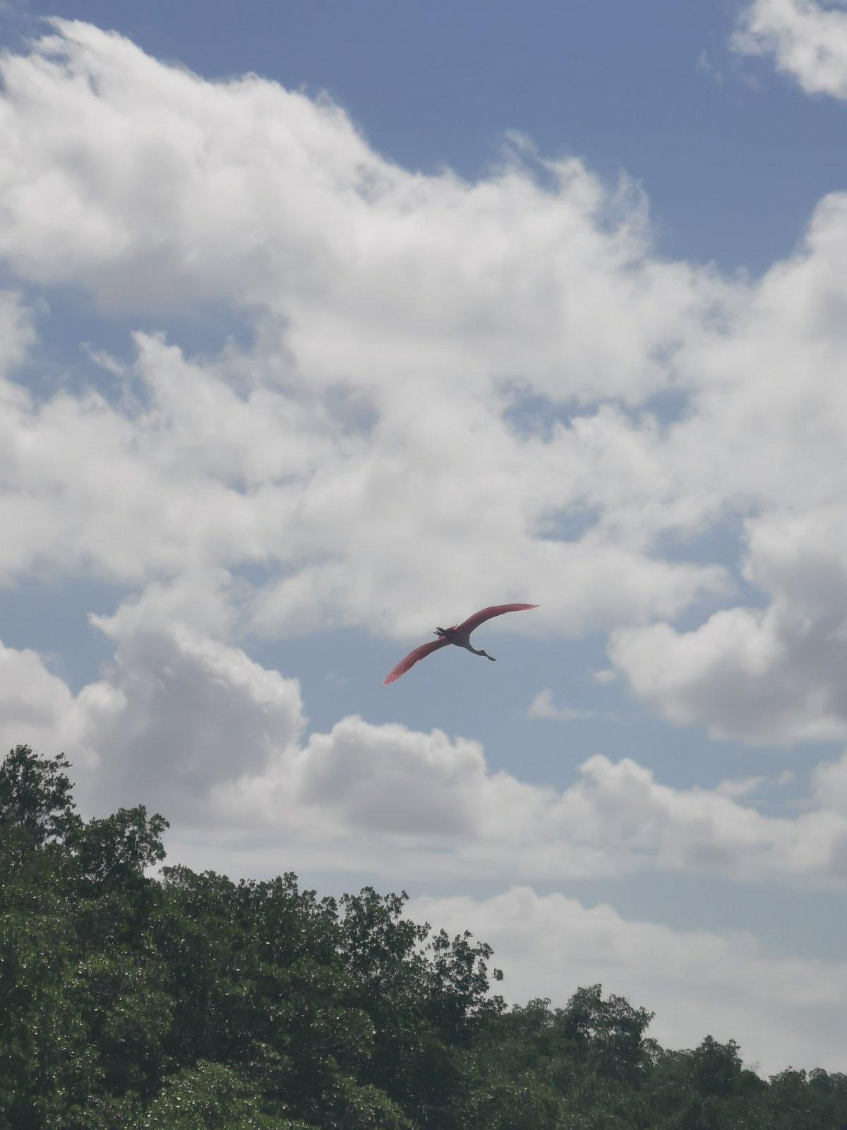 Rosalöffler im Flug