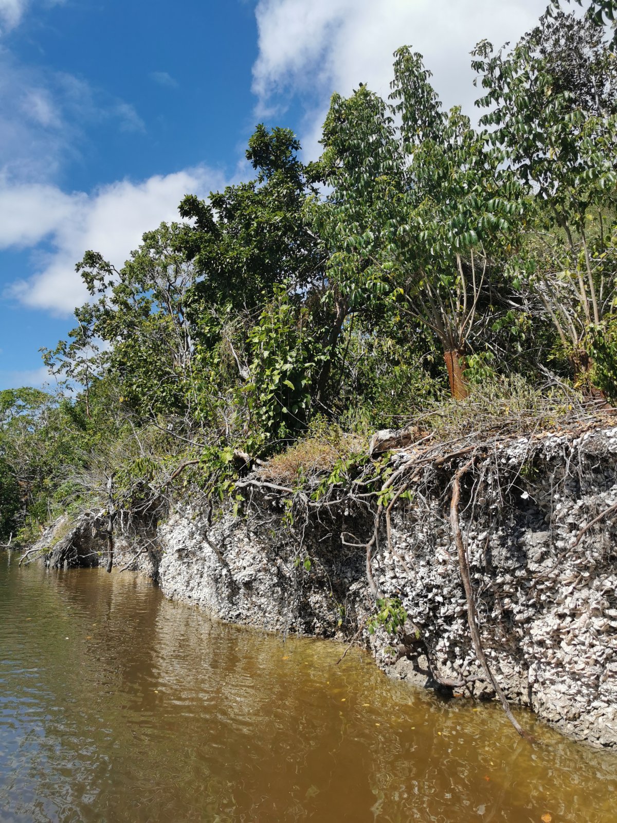 Austern als Inselfundament