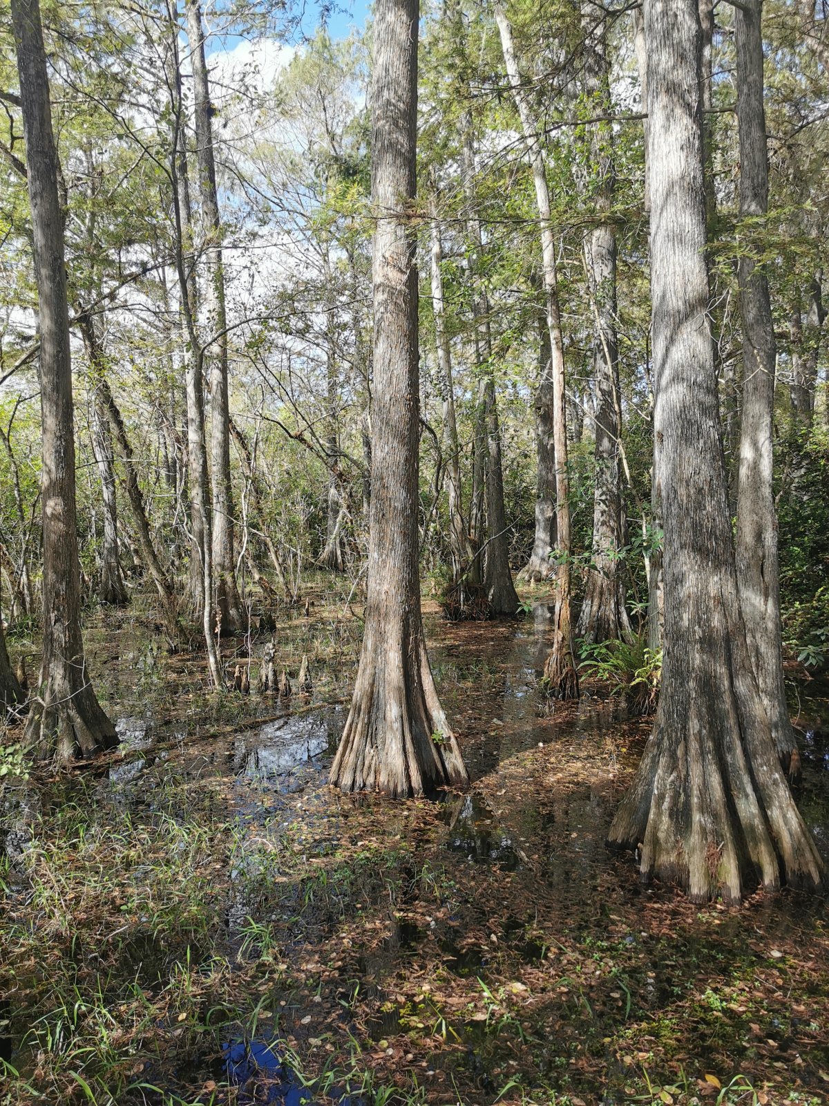 Big Cypress National Preserve