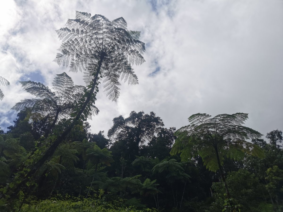 Baumfarn in El Yunque