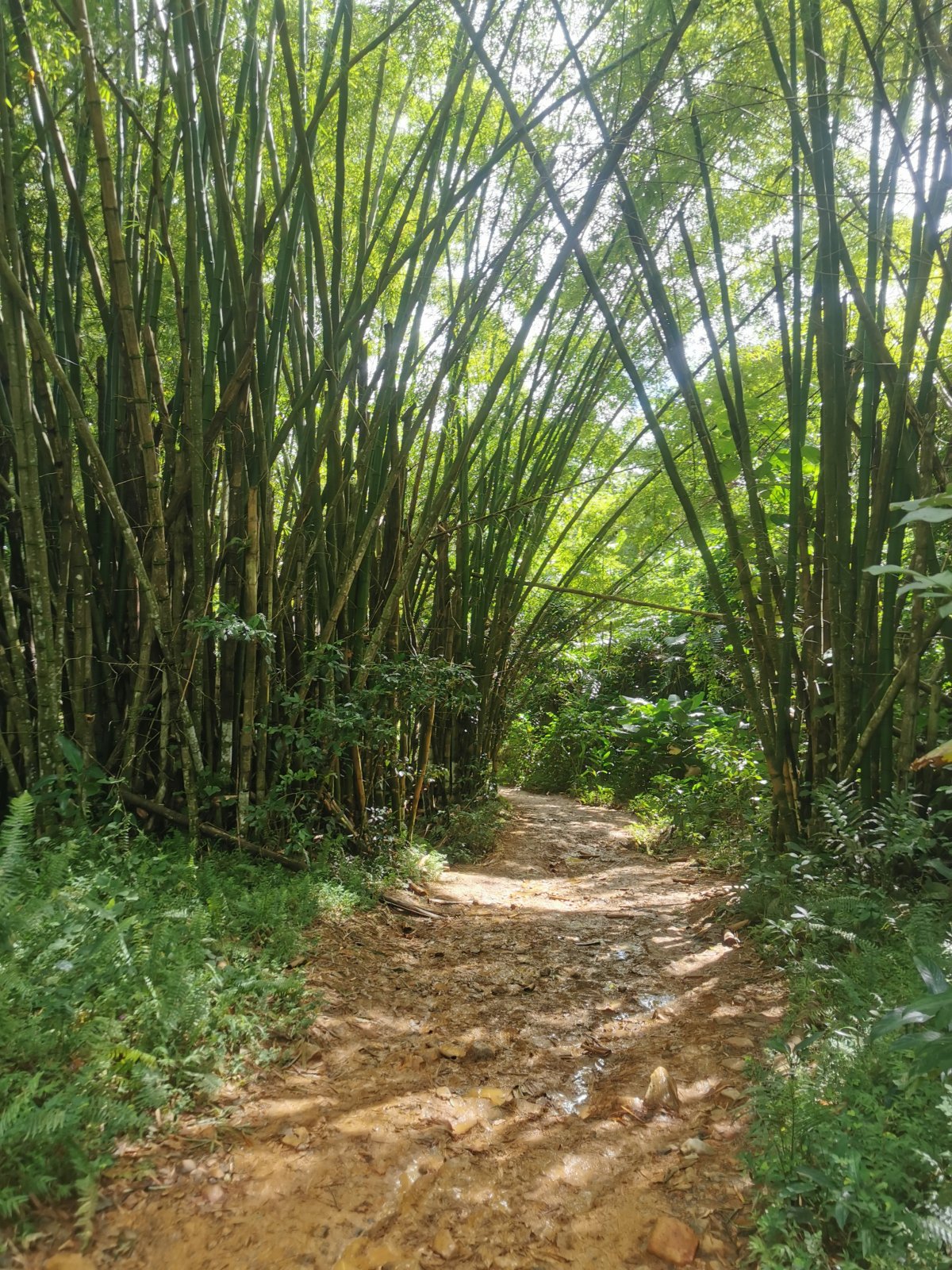 Bambusstauden am Wegrand