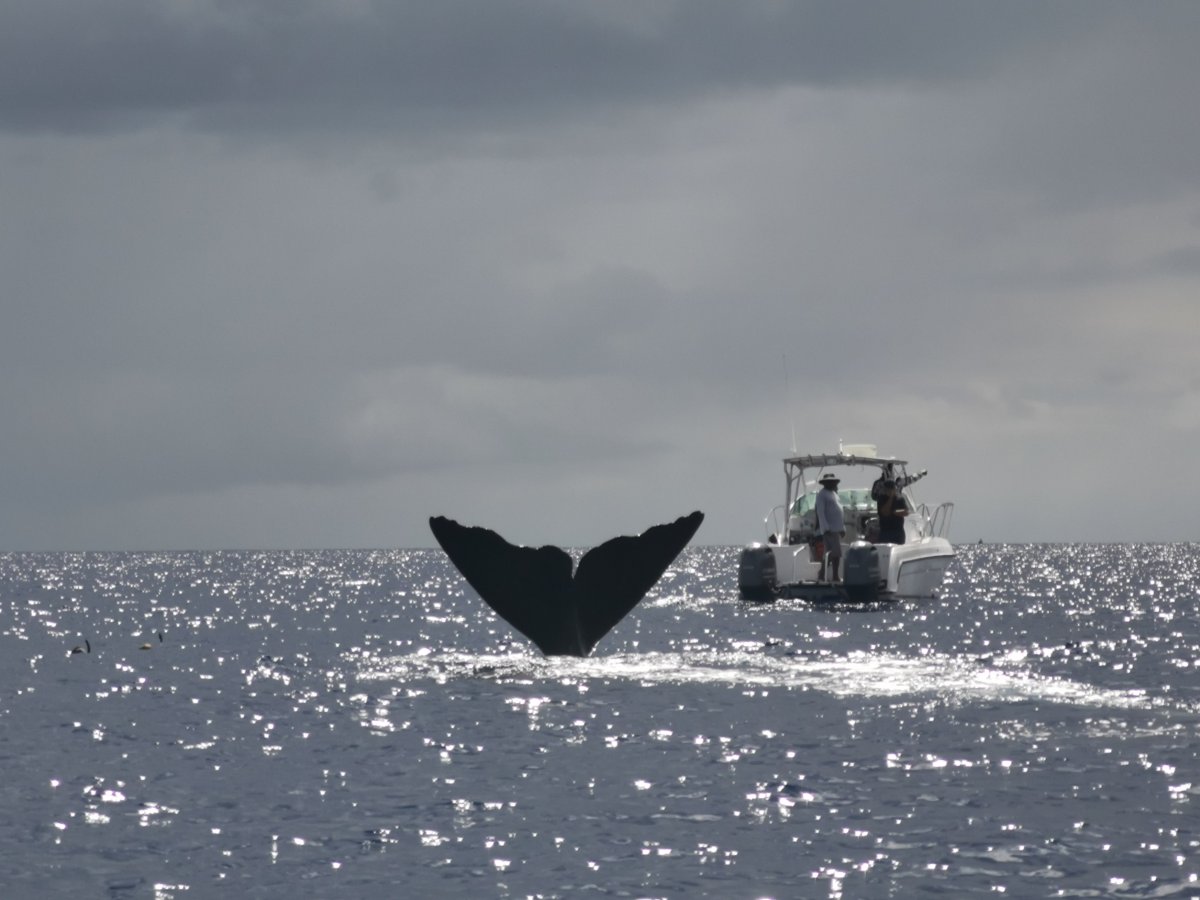 Pottwal beim Tauchgang
