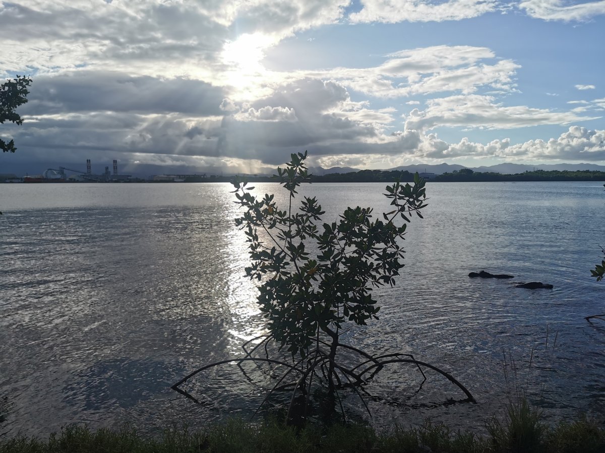 Mangrove auf Guadeloupe