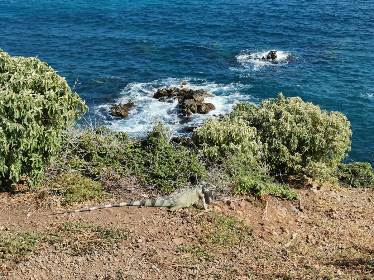 Leguan im Fort Amsterdam