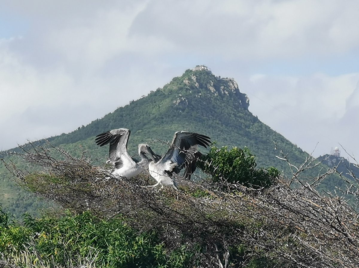 Pelikane bei der Fütterung