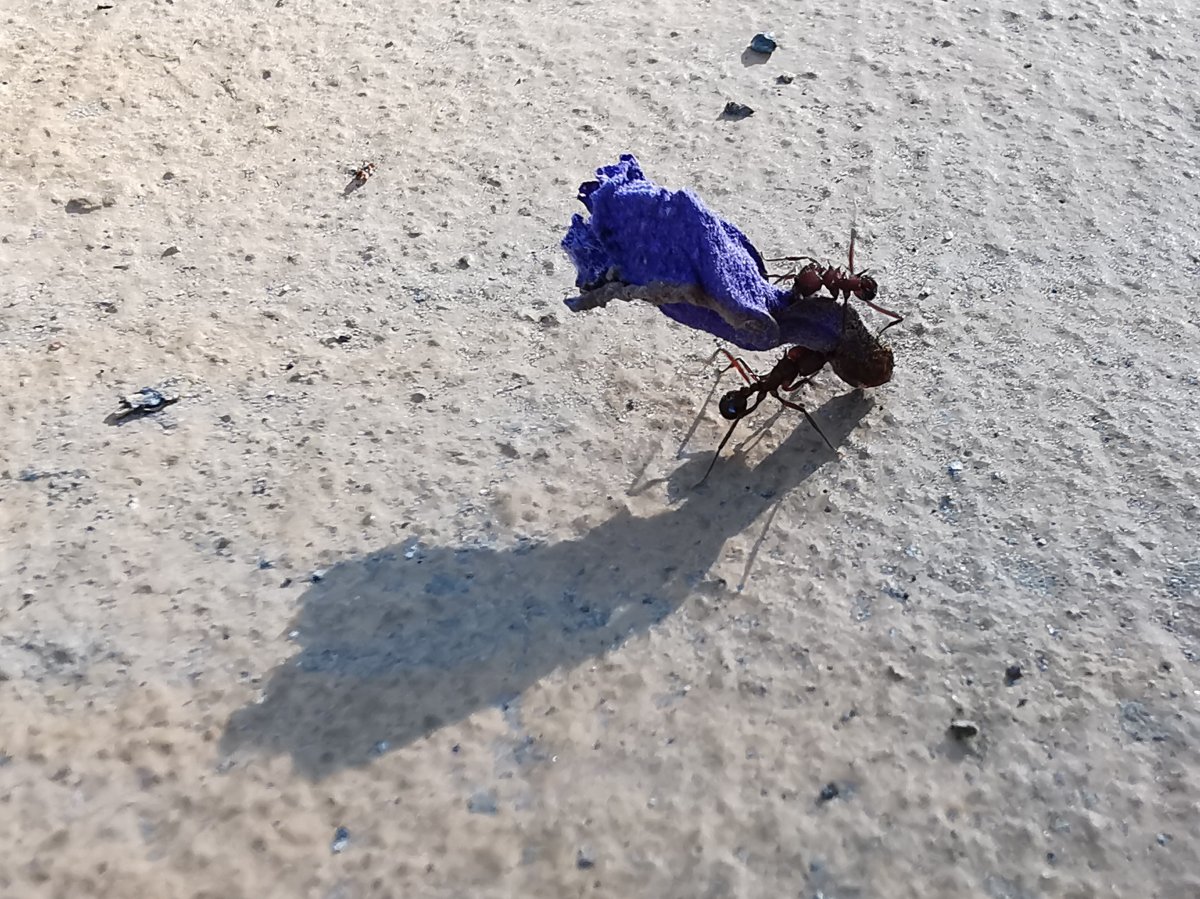 Ameisen mit Jacaranda-Blüte