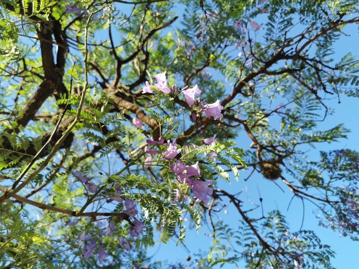 Jacaranda-Blüten