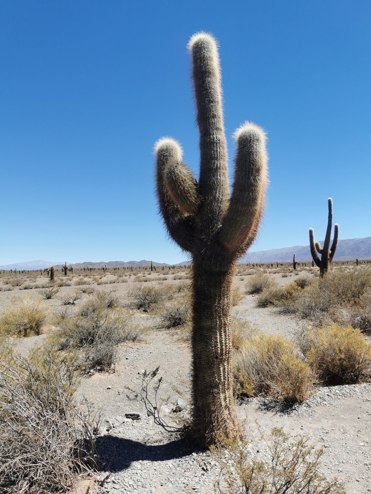 Parque Nacional Los Cardones