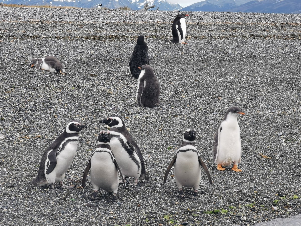 Magellan- und Eselspinguine