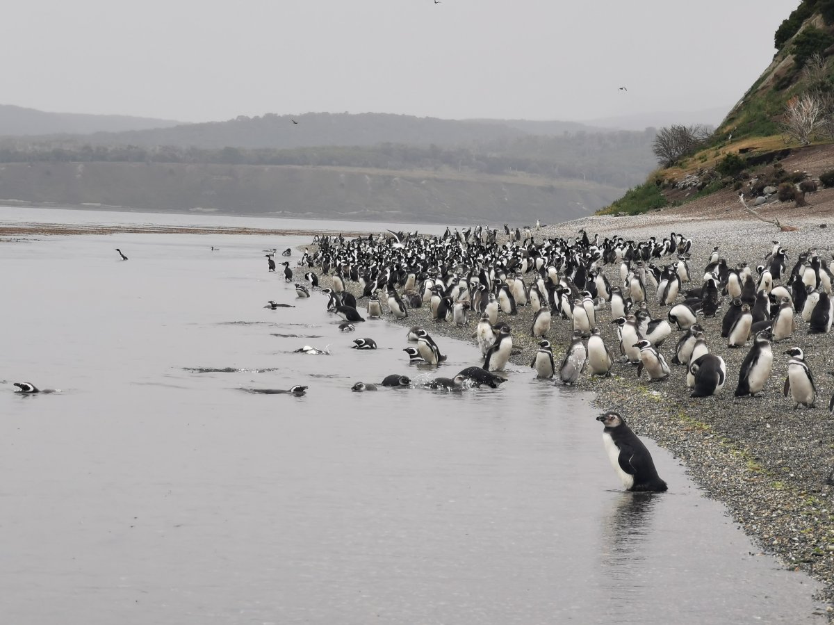 Pinguine am ind im Wasser