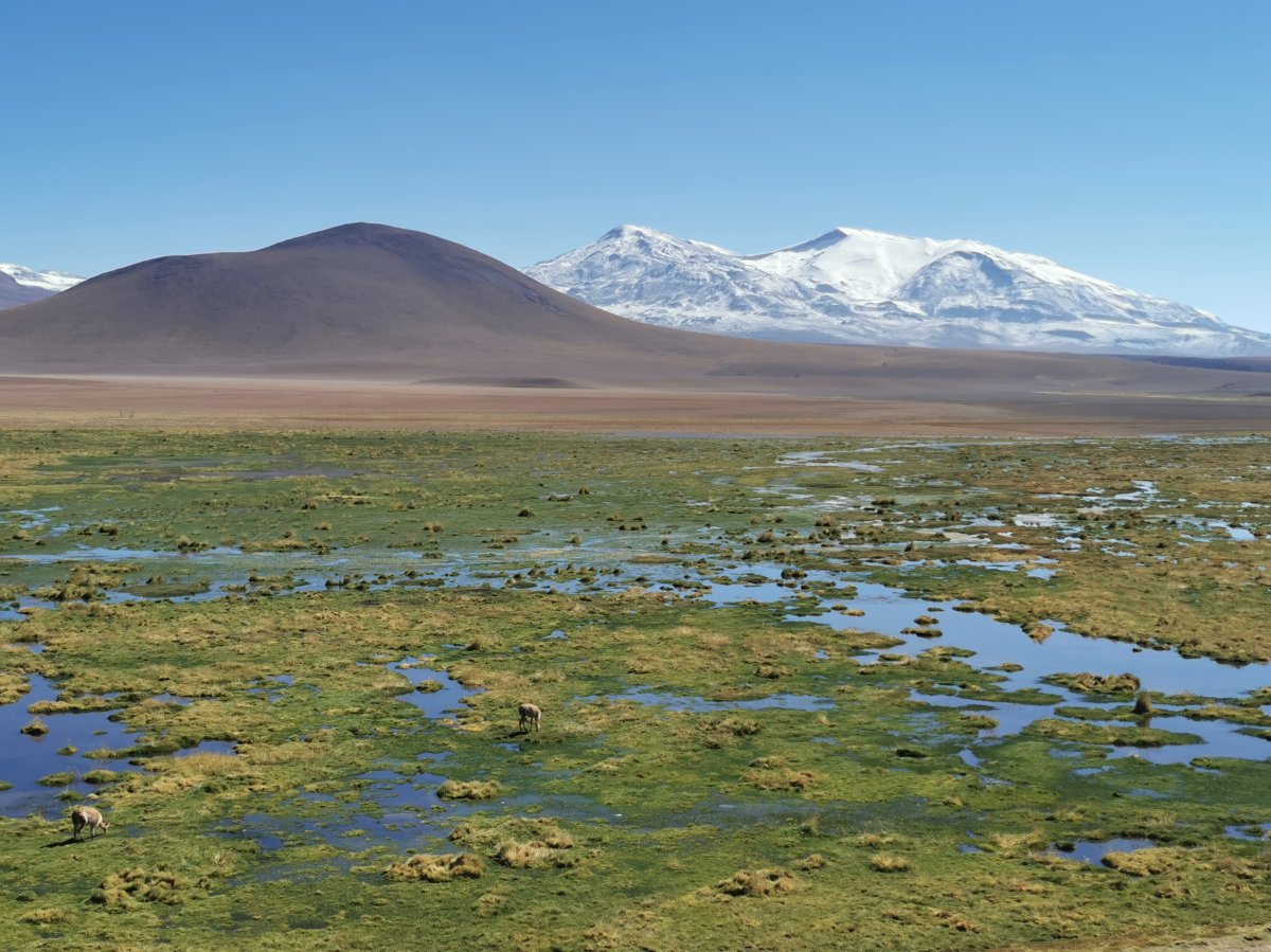 Vicuñas im Altiplano