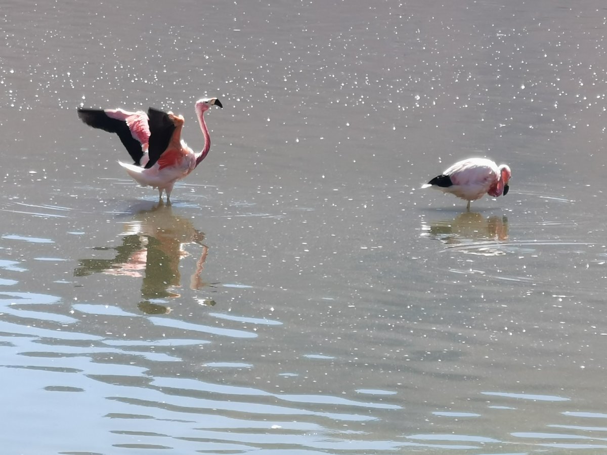 Andenflamingos