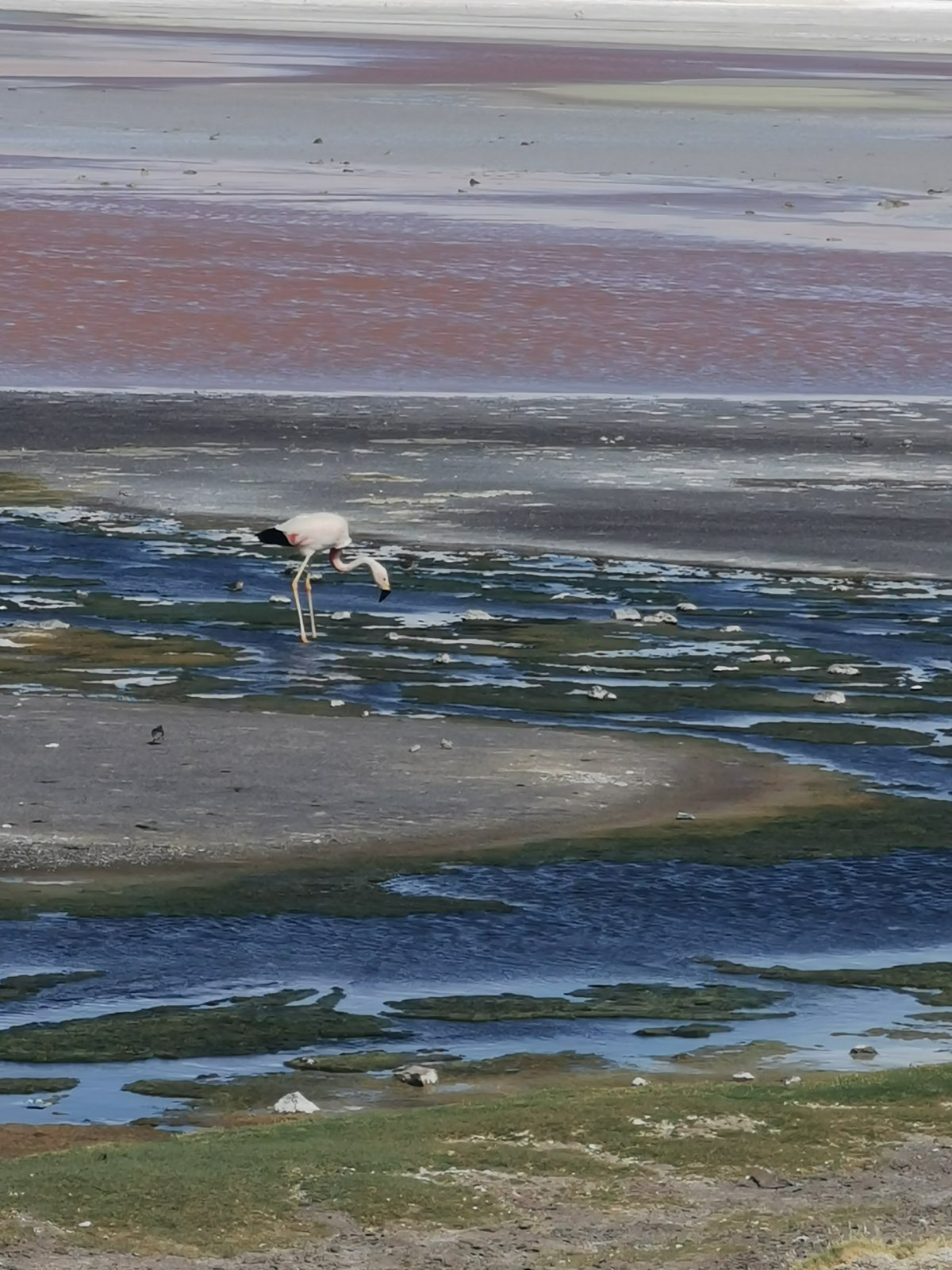 Flamingo in der Laguna Colorada