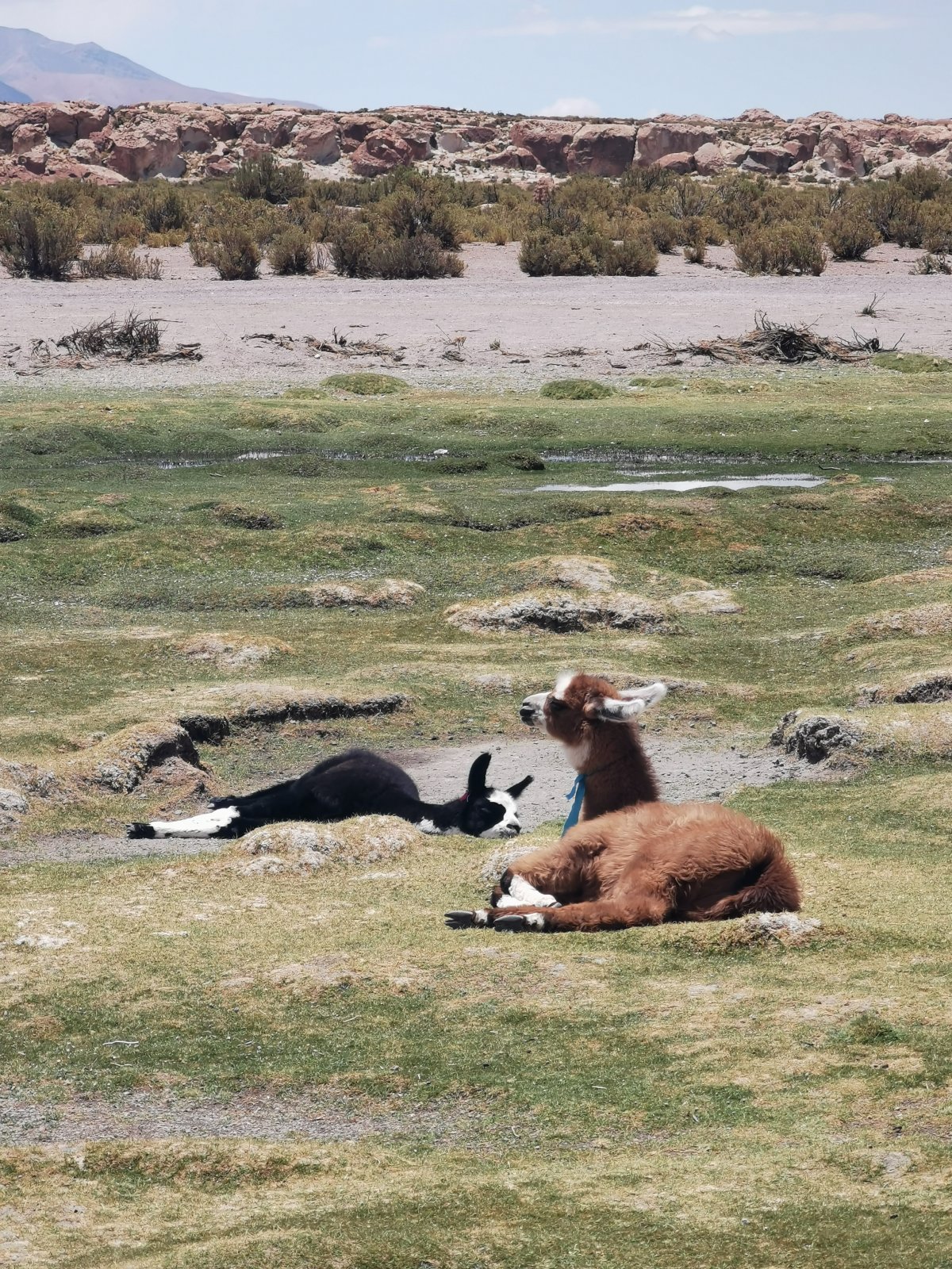 Junge Lamas beim Ausruhen