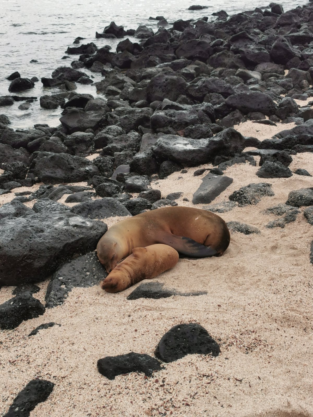 Seelöwen bei Punta Carola