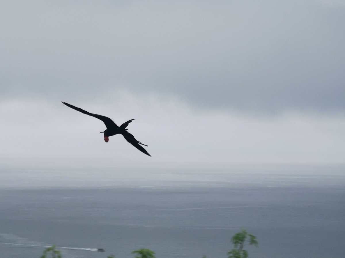 Prachtfregattenvogel