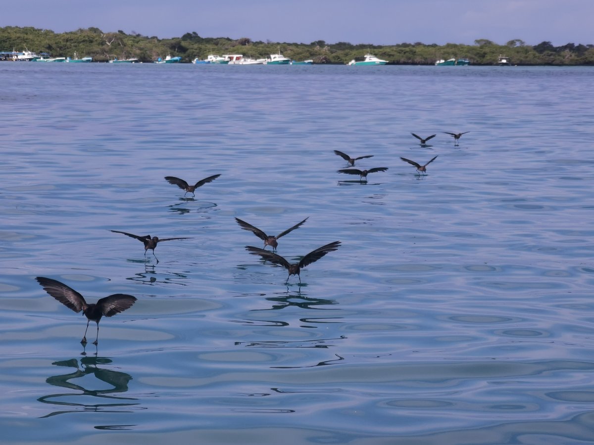 Madeirawellenläufer