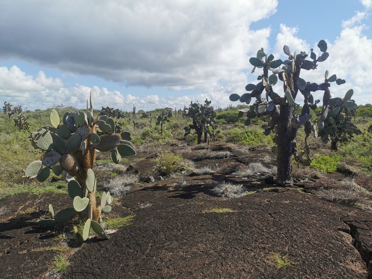 Opuntien auf Isabela