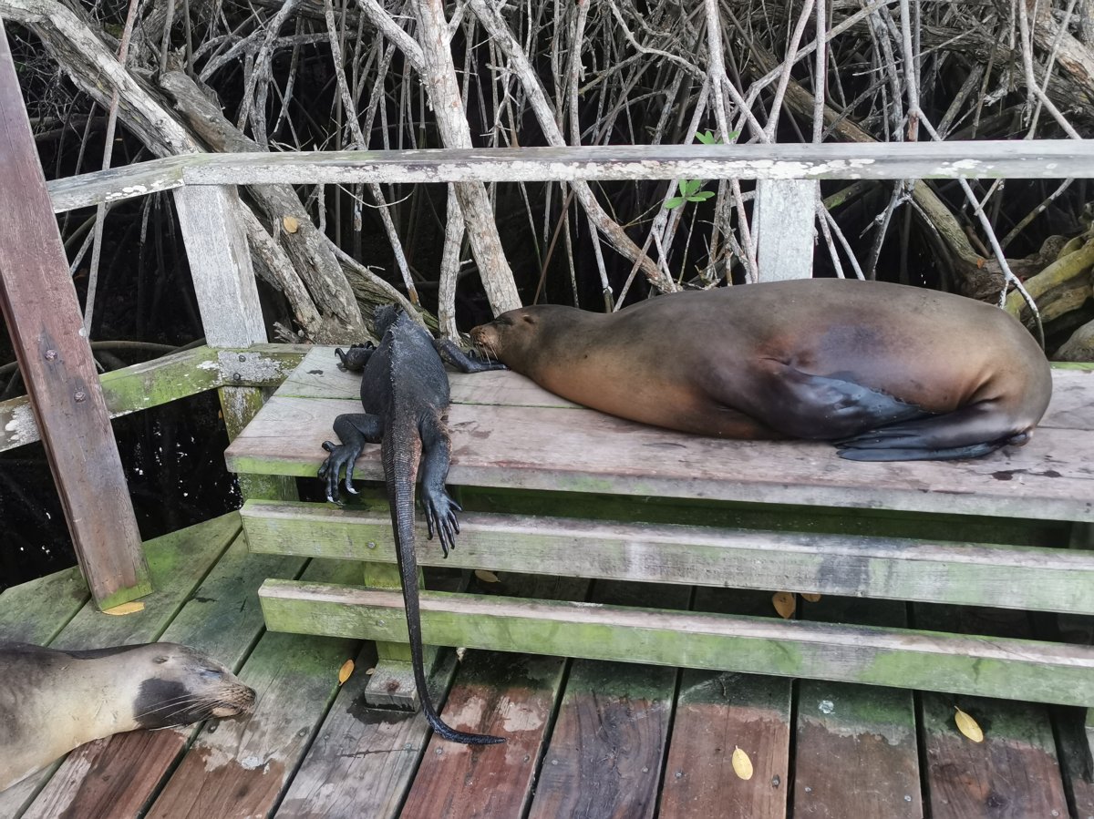 Seelöwen und Meerechse