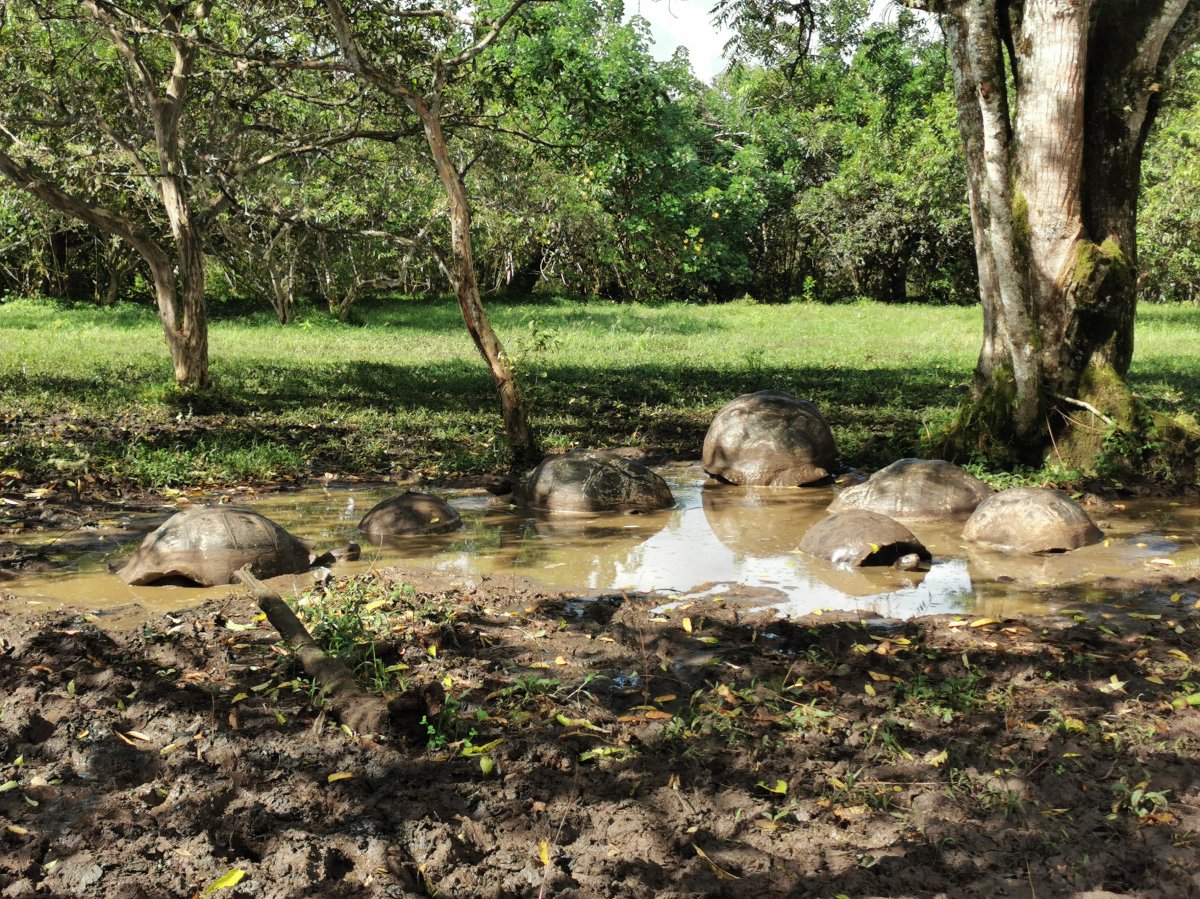 Schlammbad für Reptilien
