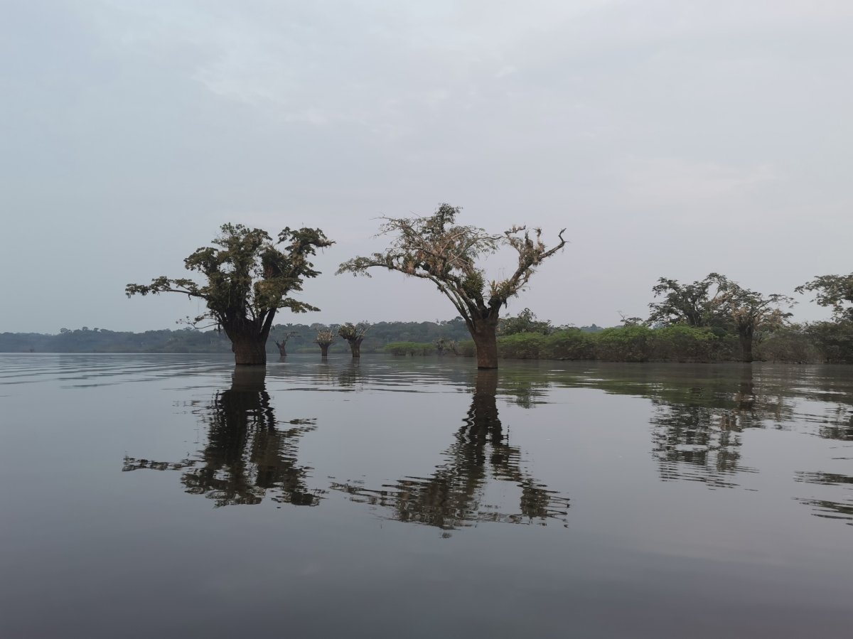 Macrolobiumbäume in der Laguna Grande