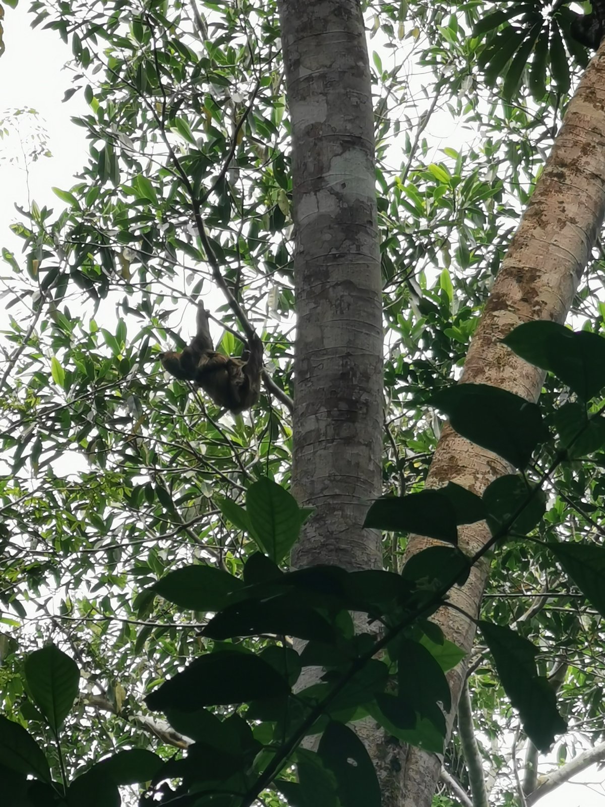 Zweifingriges Faultier