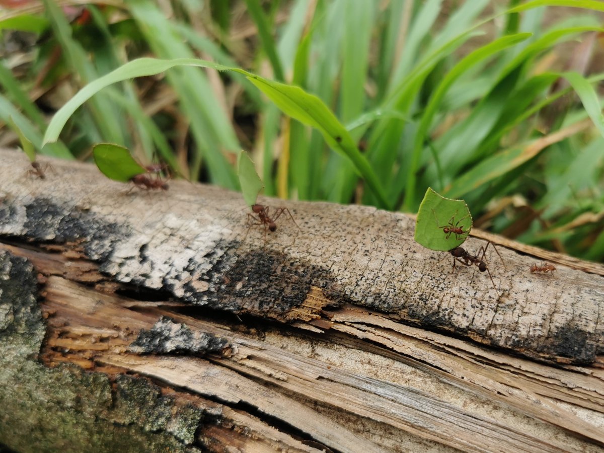 Blattschneiderameisen