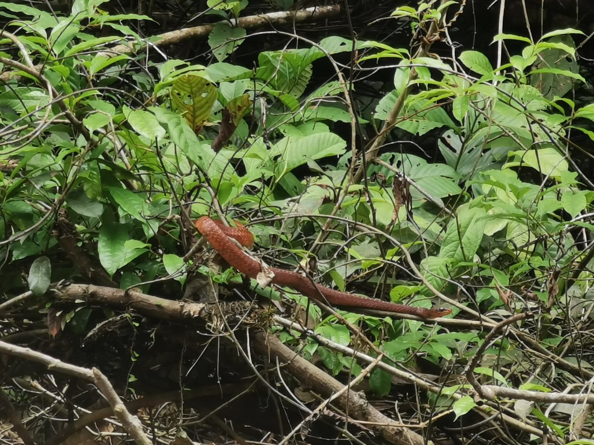 Südamerikanische Zornnatter