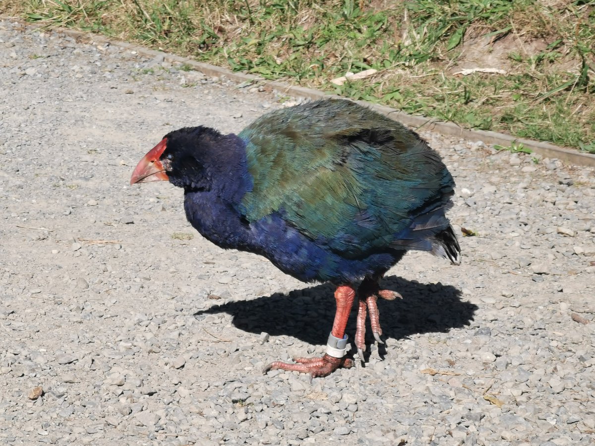 Takahē