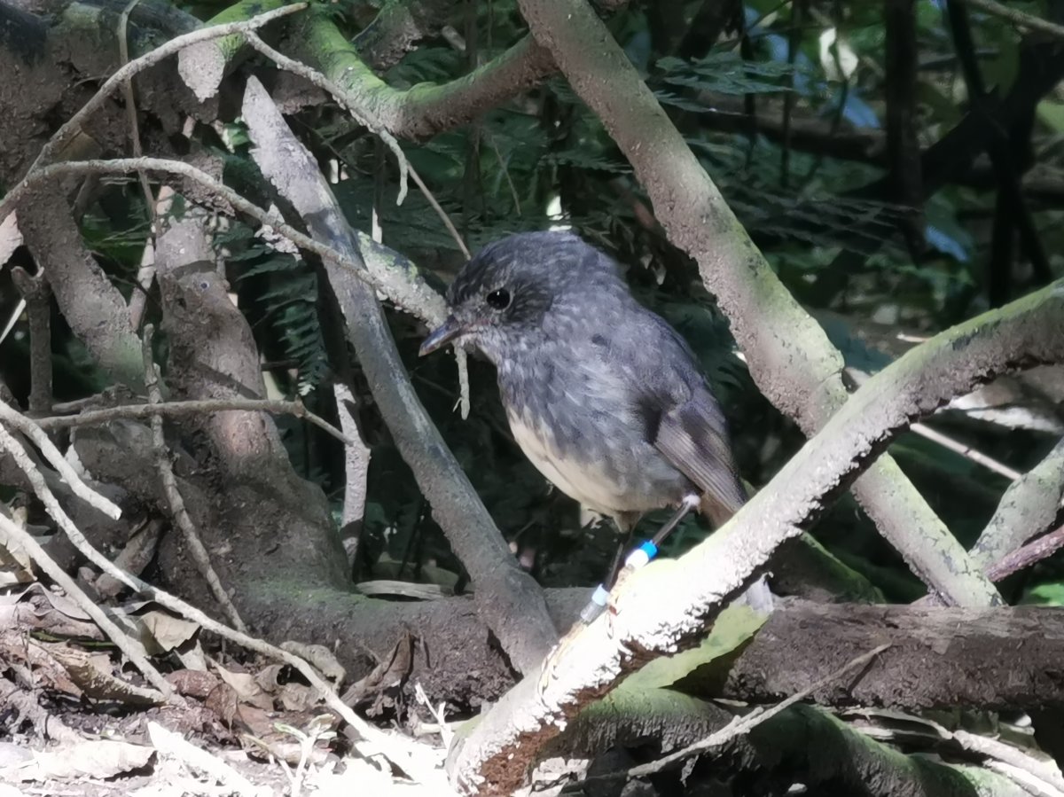 Toutouwai