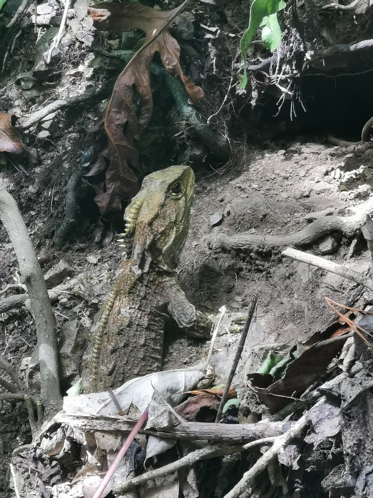 Tuatara