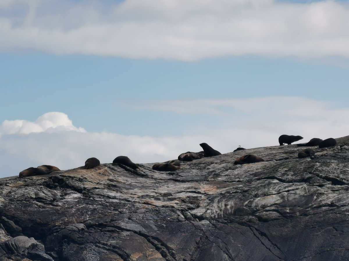 Neuseeländische Seebären