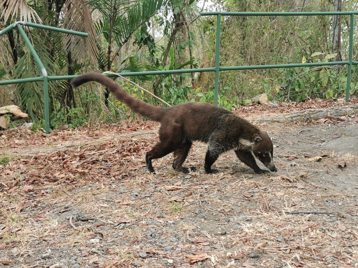 Coatí