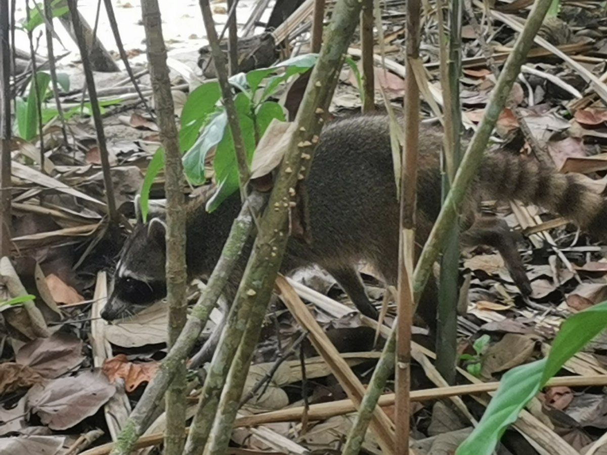 Nordamerikanischer Waschbär