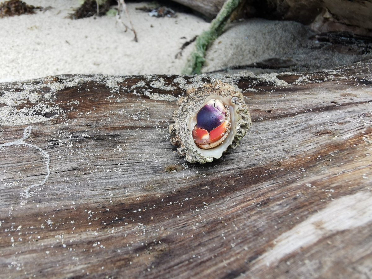 Amerikanischer Landeinsiedlerkrebs