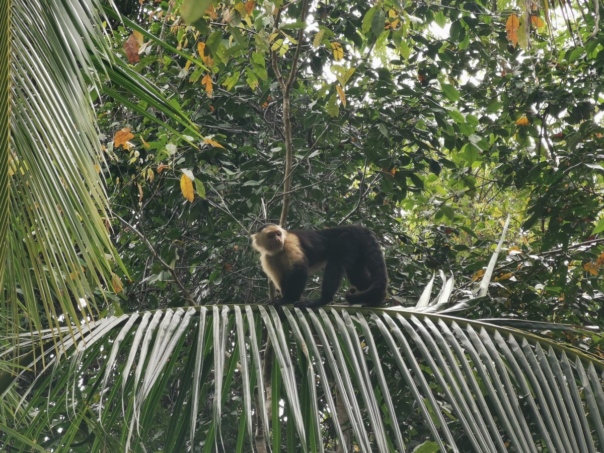 Weissschulter-Kapuzineraffe