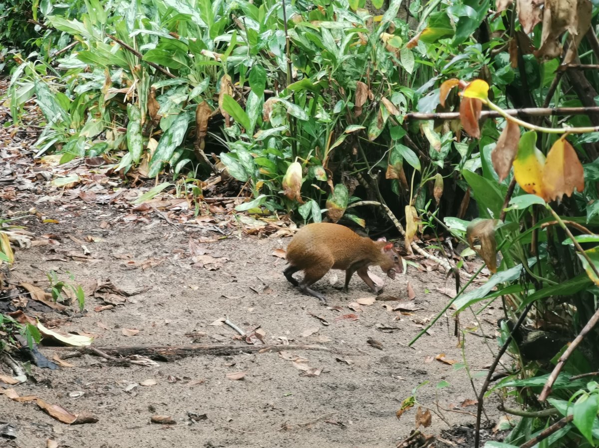 Mittelamerikanisches Aguti